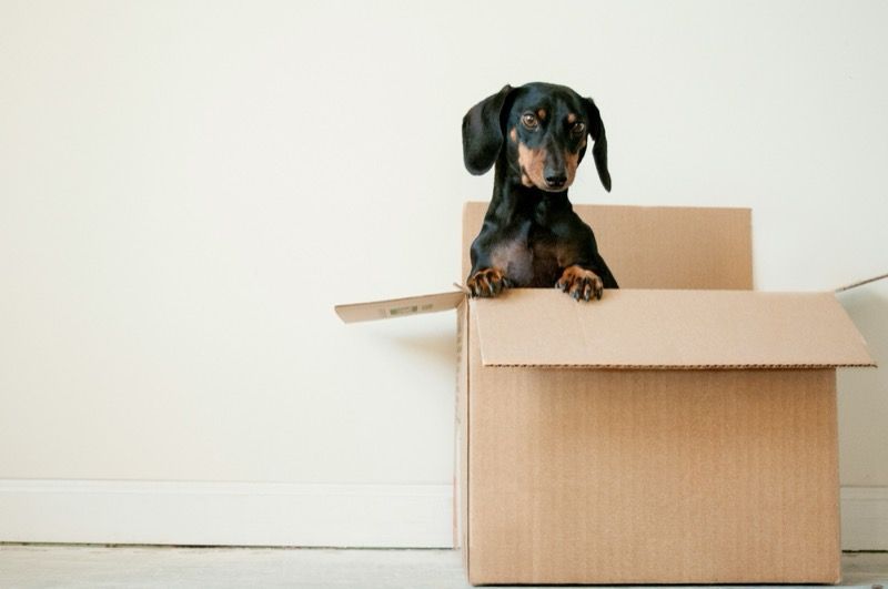 Moving Day: What to Expect When Transitioning to Senior Living